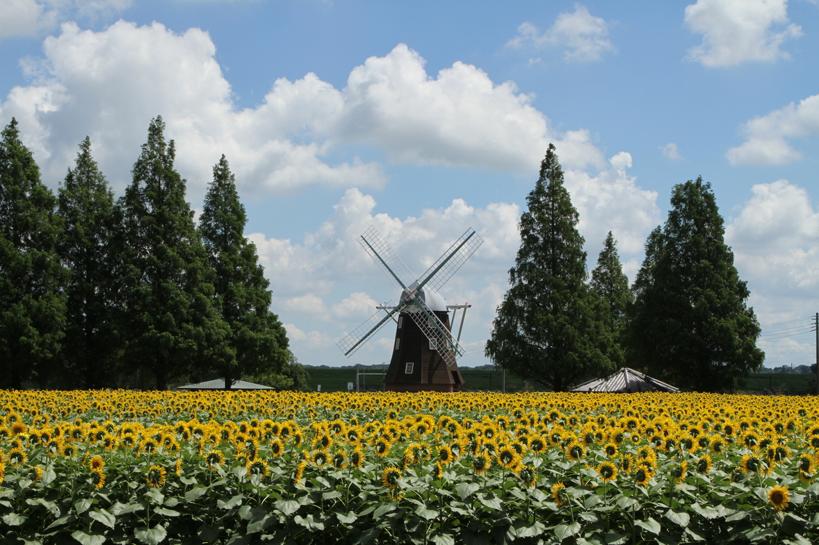 写真提供：柏市あけぼの山農業公園